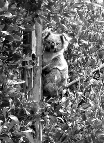 Koalas and Blue Gum Plantations Anthony Amis A koala in a bluegum plantation in south-western Victoria. On 27 July 2013, ABC Television s 7.30 Report ran a story called Koala s cry at timber s threat.