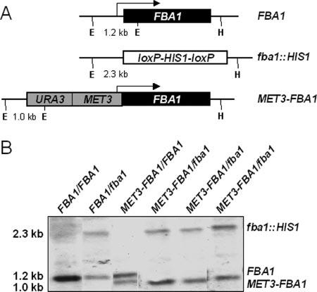 VOL. 5, 2006 Fba1p AS AN ANTIFUNGAL TARGET 1373 FIG. 2. The conditional C. albicans FBA1 mutants display a methionine-dependent growth defect on plates. C. albicans strains were grown at 30 C for 24 h on SC agar containing ( ) or lacking ( ) methionine (Met) and cysteine (Cys).