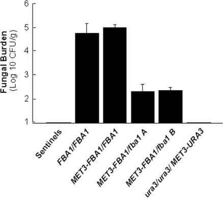 VOL. 5, 2006 Fba1p AS AN ANTIFUNGAL TARGET 1375 FIG. 5. Relationship between level of active Fba1p and growth of C.