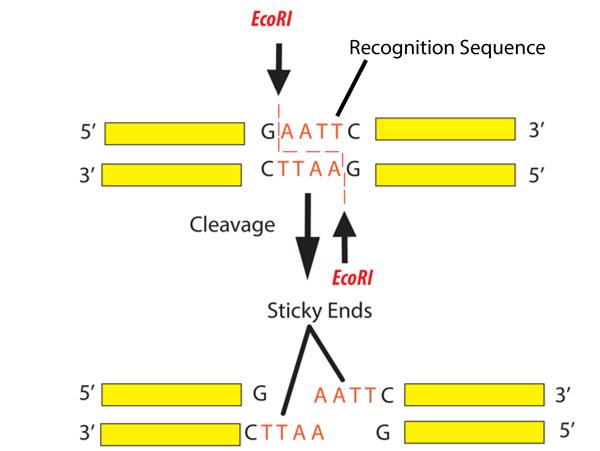 However, many restriction enzymes cut in an offset fashion. The ends of the cut have an overhanging piece of single-stranded DNA.