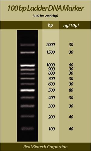 What is the function of a DNA It is used to determine the size of all