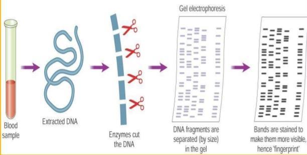 Biological materials used for DNA profiling Blood Hair Saliva Semen Body tissue cells DNA samples