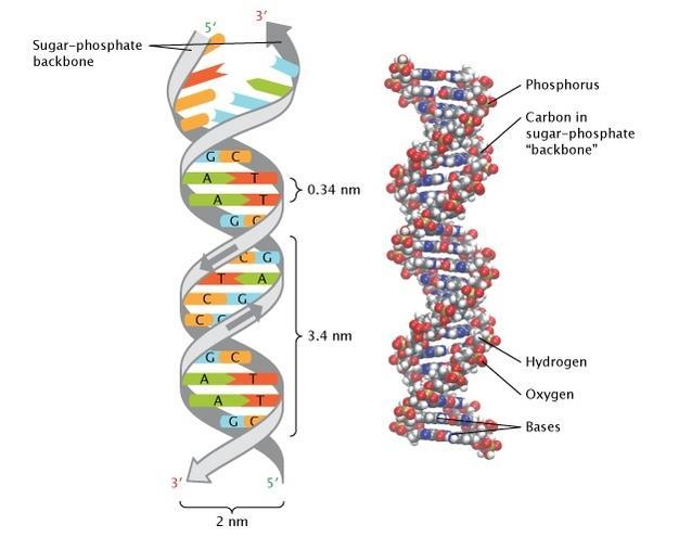 DNA is a double-stranded helix, with the two strands connected by hydrogen bonds.