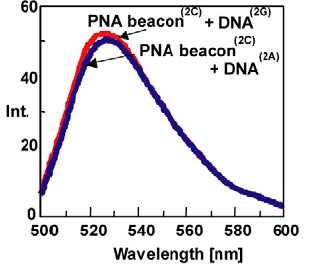 DNA detection using PNA probes- Molecular beacon PNA Molecular beacon (for