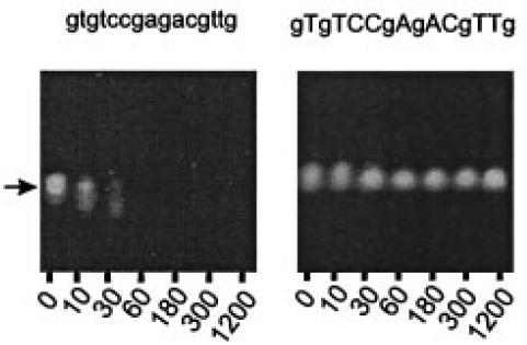 2,4 -BNA is compatible with in vivo usage 1. High resistance to nucleases (in blood serum) DNA BNA, DNA chimera 2.