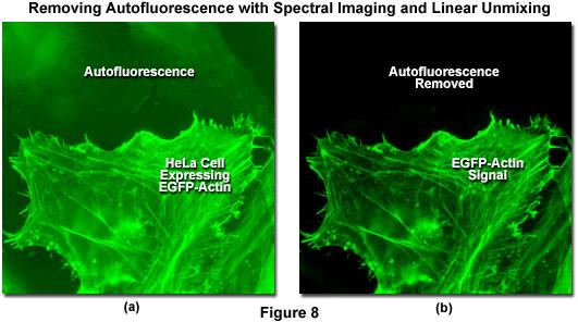 Separation of specific fluorescence from