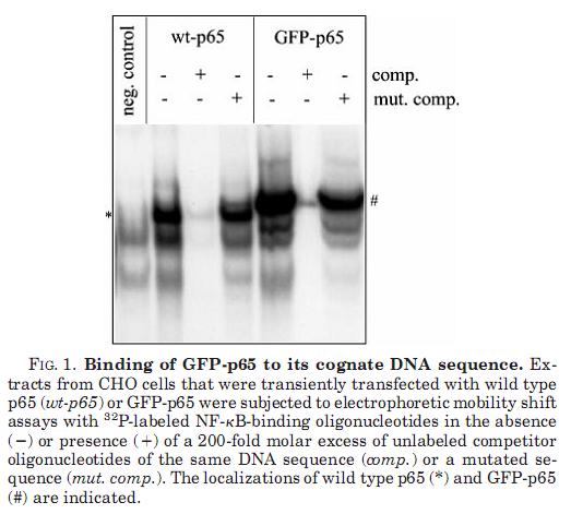 EMSA s (Electrophoretic mobility shift assays) used to monitor active transcription factors (by binding to short, labeled oligonucleotides comprising the bound DNA sequence) Example: comp.