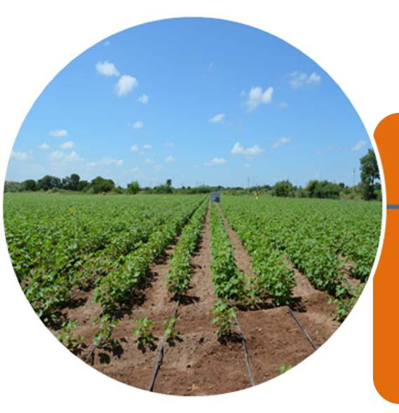 C B K G Cotton (drip irrigation), 20 farmers, 31 ha Cluster bean (GG 2), 100 demos, 40 ha, 26% productivity increase (17.5 vs 13.8 q/ha) Cumin (GC 4), 170 demos, 68 ha, 32% increase, 9.