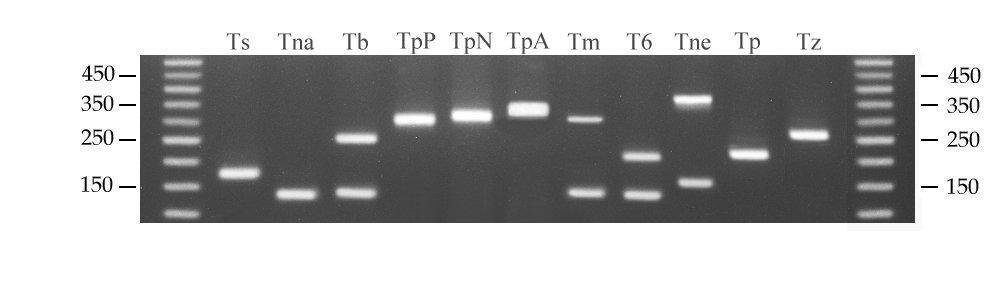 Development of new methods Molecular test a multiplex PCR to identify single