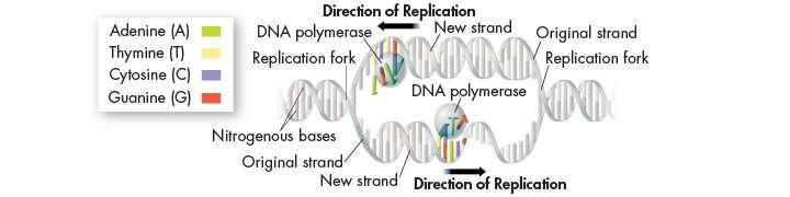 The Replication Process (Skip) As each new strand forms, new bases are added