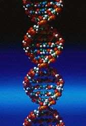 THINK ABOUT IT Before a cell divides, its DNA must first be