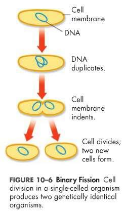 Prokaryotic Often, the two chromosomes produced by replication are attached to different