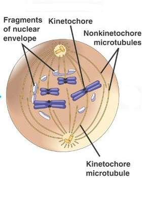 enters prophase of mitosis.