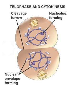 mitosis, producing two cells,
