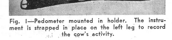 in dairy cows. Kiddy (1976) reported that cows in free stalls were about 2.