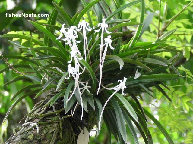 Aerophytes (epiphytes) plants that grow high up on another plant to