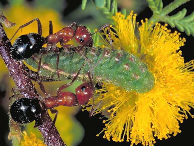 Ant, Acacia and Caterpillar-The caterpillars have nectar organs which the ants drink from, and the acacia