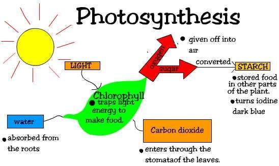 Photosynthesis Chemical reaction in chloroplasts of producers that uses energy from the sun to