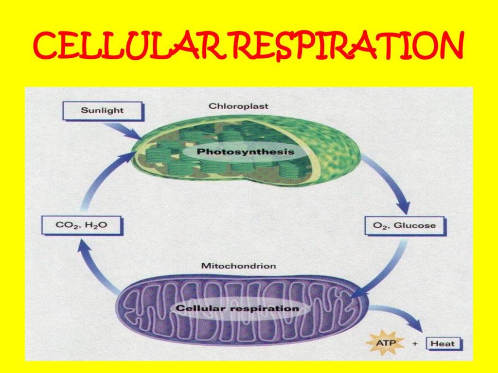 CELLULAR RESPIRATION Chemical reaction in the mitochondria of all cells to convert glucose and oxygen into usable energy that allows organisms perform the
