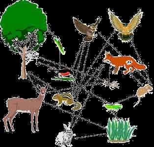 Food Webs: Are interconnected food chains They show the