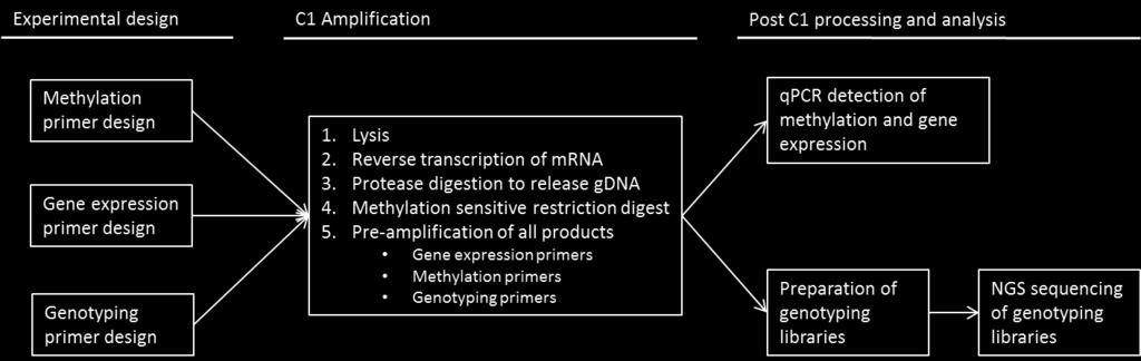 scgem Workflow Experimental Design Single cell DNA methylation primer design The scgem DNA methylation assay uses qpcr to measure digestion of target loci by the methylation sensitive restriction