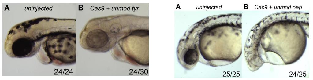 Utility in Zebrafish embryo microinjection crrna:tracrrna complexed with Cas9 protein Microinjected into Zebrafish embryos as