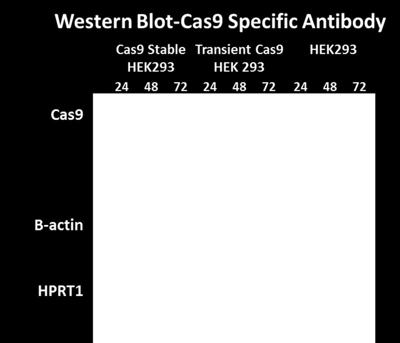 HEK293-Cas9 Note the extremely high levels of