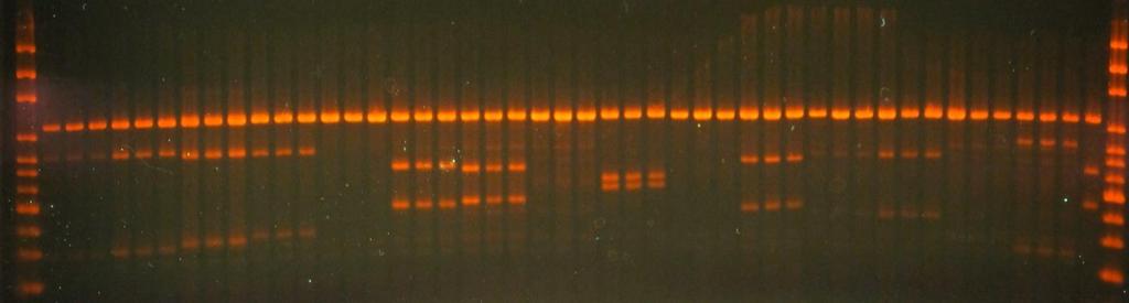 T7EI assay results for HPRT, CRISPR gblocks Gene Fragment walk 38094 S 38095 S 38115 S 38129 S 38231 S 38239 S 38256 S 38338 S 38371 S 38448 S 38478 S 38509 S 38510 S 38574 S 38626 S + HEK-Cas9 cell