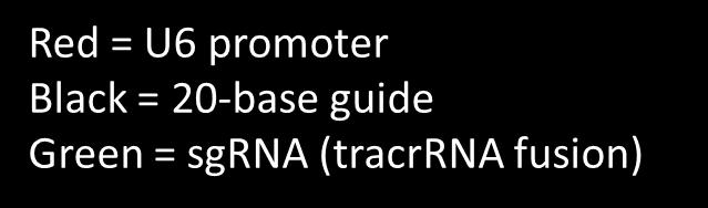 com/gblocks CRISPR gblocks Gene Fragment = 364 bp sgrna expression cassette Comprised of a 265 bp U6 promoter that drives transcription of a 99 base sgrna