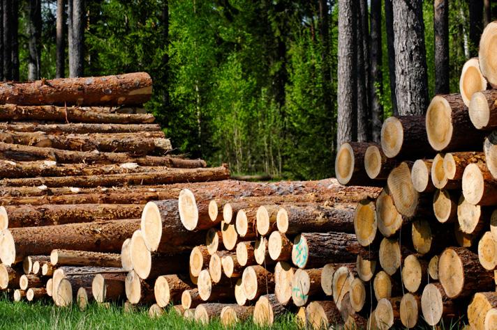 logs of standard sizes or higher-value log products. The products then go to the primary processing mill.