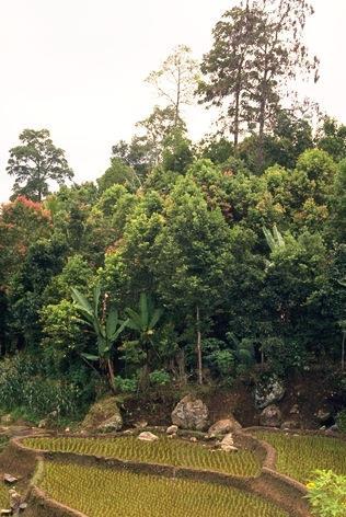 Sumatra (Indonesia) Rubber plantation Farm/plantation size 1,000 15,000 Ha 3 5 Ha Income after costs