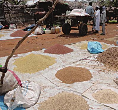 In Zalingei market, for example, the price of a sack of Figure 1: Millet prices in selected markets, June 2013-February 2014 Once again the highest cereal prices were reported in the markets in the