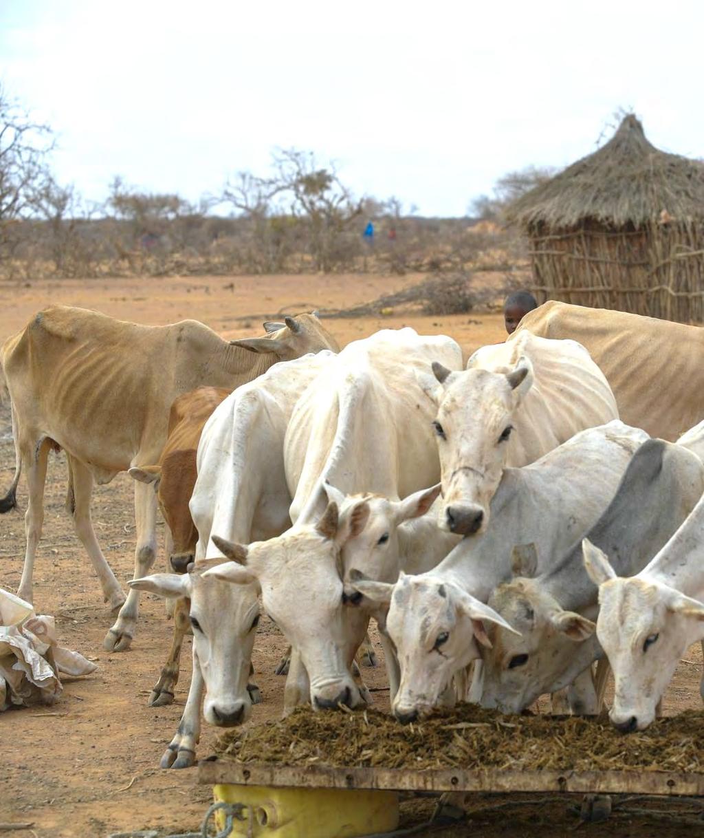 Main challenges in livestock production Pests and diseases 36% Lack of veterinary services 27% Insecurity -Conflict Cattle raiding 9% 9% Lack of grazing pastures Lack of water Others No Challenge 5%