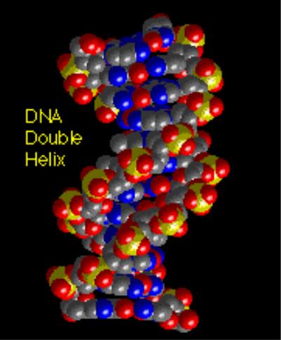 Aim: What is the structure of DNA? Do Now: Explain the Hershey Chase experiment and what was its conclusion? Homework Read pp. 298 299 P.299 3,4,6.