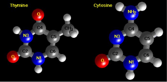 Cytosine and thymine are pyrimidines. The deoxyribose sugar of the DNA backbone has 5 carbons and 3 oxygens.