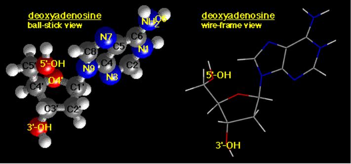 (dg), deoxycytosine (dc), and (deoxy)thymidine (dt, or T).