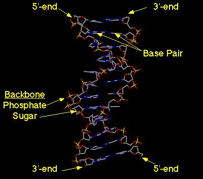 Mar 9 11:01 PM Mar 9 11:07 PM Features of the 5' d(cgaat) structure: Alternating backbone of deoxyribose and phosphodiester