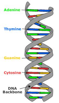 299 #1, 2 Describe the Hershey Chase Experiment Mar 10 8:47 PM Feb 15 10:01 AM LE 1 2/15 Feb 15 8:43 AM Feb 15 7:21 AM DNA I Structure Features of the DNA Double Helix Two DNA strands form a helical