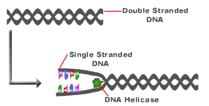 DNA Replication occurs in 3 steps: **Many proteins are involved 1. DNA double helix unwinds (enzyme Helicase) and "unzips", forming two template strands as the bases (ACTG) come apart 2.
