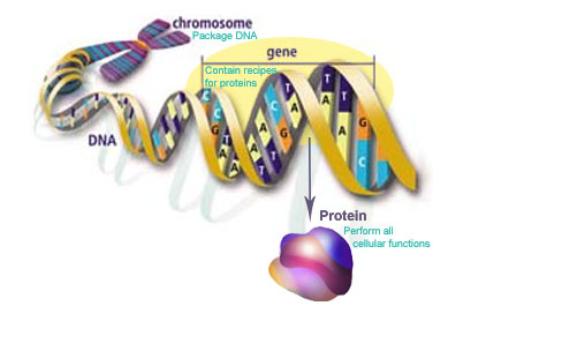 How does DNA direct Protein synthesis?