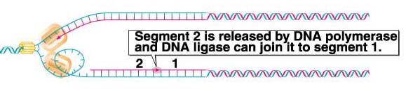 DNA Ligase: