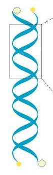 How are the Nucleic Acids arranged to form DNA?