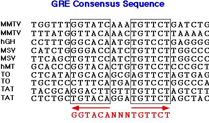 The order of nucleotides in DNA can encode vast amounts of information: 10 nucleotides = >
