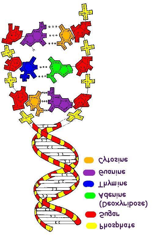 DNA STRUCTURE Double helix Double stranded Twisted ladder Sides of ladder consist of alternating sugar & phosphate groups Rungs of ladder 2 bases Purine