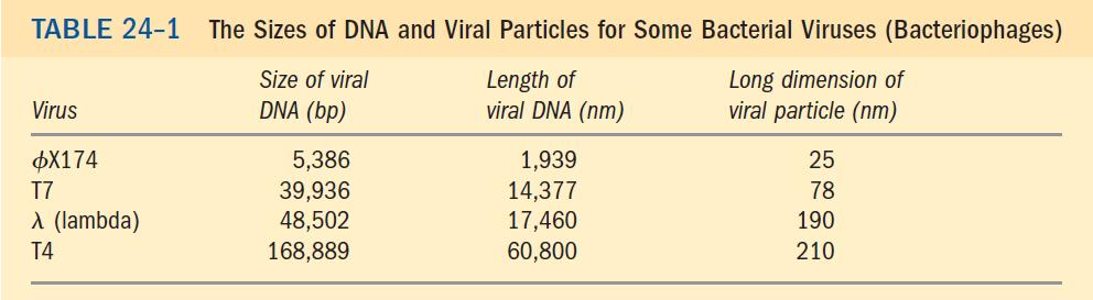 SIZE OF DNA DNA Molecules are much longer than the cellular packages that contain them Viruses