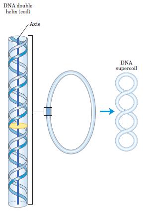 of a coil DNA is coiled in the form of double helix further coiling of double