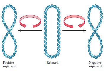 Genomic DNA May be Linear or Circular Circular DNA without other manipulations relaxed state decrease activity in replication and transcription The biological form- superhelical topology created by