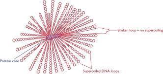 Packaging of Prokaryotic DNA DNA is organized as a single chromosome that contains ds