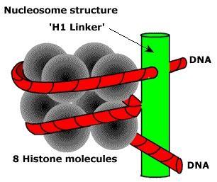 histone proteins and the DNA wrapped around