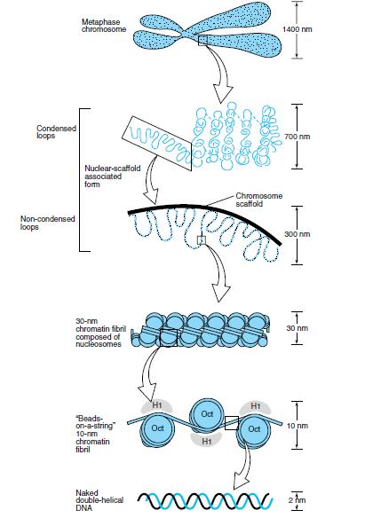 DNA ORGANIZATION IN EUKARYOTE 1. DNA in the form of double helix 2. DNA is tightly associated with proteins histones producing nucleosomes- 10nm fibrils 3.
